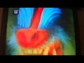 Wild Discovery Intro