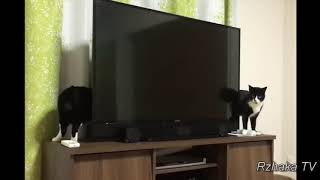 Я ржал прикол про животных