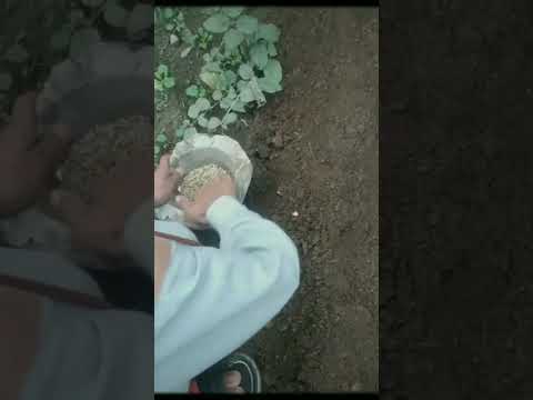 3 January 2024Title # Hashtags ##shorts#short#ytshort#viral#trending#india