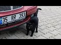 Black Cat Meowing Very Loudly Is So Hungry