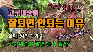 고구마농사 고구마수확 고구마순이 잘되면 안되는 이유와 실패의 원인 고구마순을 팔면 돈이될까?