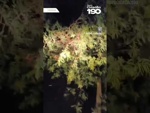 arvore cai pôr causa da chuva em coronel João pessoa Rio grande do Norte