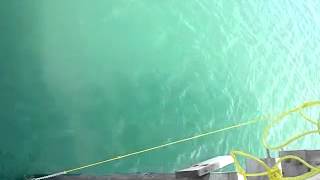 preview picture of video '48 Cobia caught on Gotcha Plug!! Avon Pier N.C'