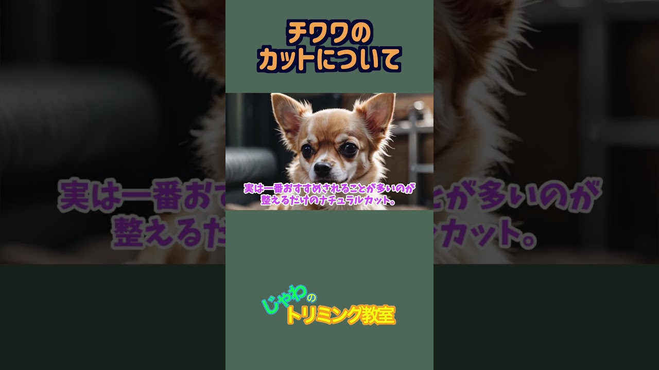 チワワにカットって必要？　#shorts  #トリミング #チワワ  #歴史