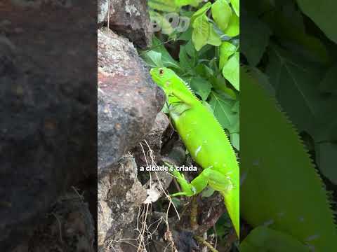 Alcântara/MA - Um museu a céu aberto  #djimini5pro #turismo #djibrasil #maranhao