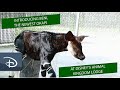 Beni The Baby Okapi Born At Disney S Animal Kingdom Lodge Walt Disney World