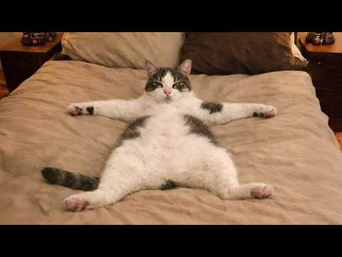 Silliest CATS on the Earth 😂 Funniest Cat Videos 2026