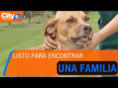 Puli, el perro atacado con machete en Cundinamarca, ya está listo para ser adoptado | CityTv