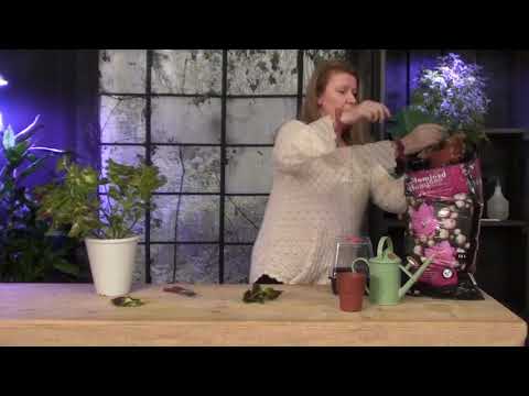 Så tar du stickling av palettblad