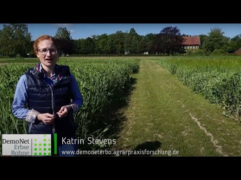 Wintergemenge auf dem DLG-Special Leguminosen - DemoNetErBo