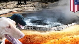 Family dogs boiled alive in tragic hot spring accident, owner dives in to save them - TomoNews