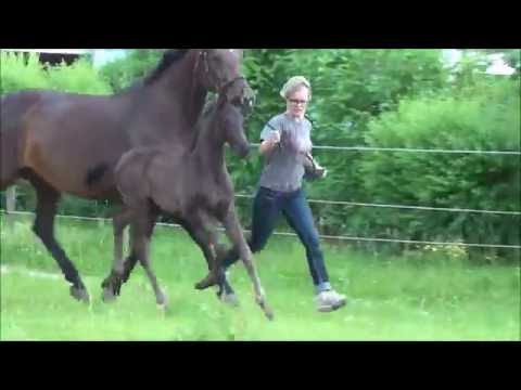 *2016 Hengstfohlen von Livaldon - De Niro  SOLD!!!