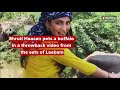Shruti Haasan Pets A Buffalo In A Throwback Video From The Sets Of Laabam