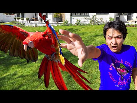 Do This If Your Parrot Flies Away