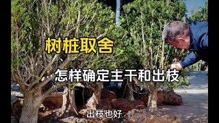 这棵罗汉松是怎样化繁为简裁出漂亮造型的