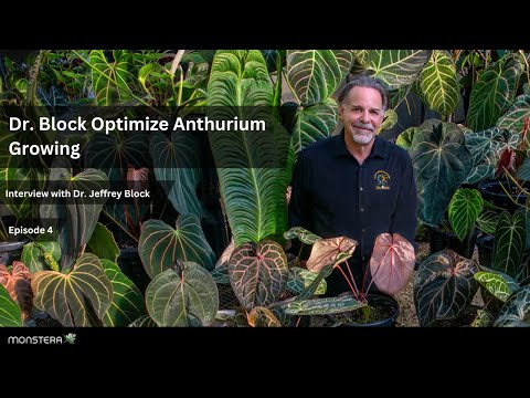Ep: 4 | Doc Block: Optimize Anthurium Growing