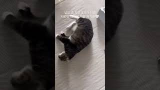 왕꿈틀이 뚠빵이의 하루#shorts #cat