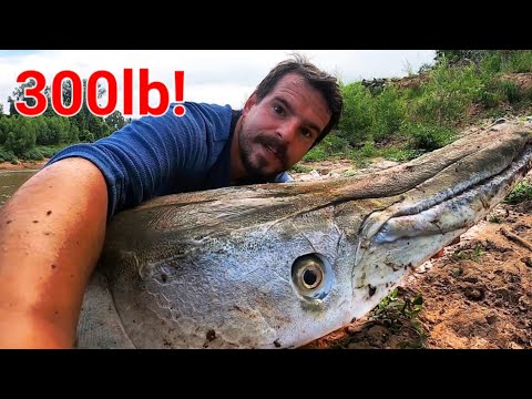 Ich habe den GRÖSSTEN FISCH gefangen, den Sie je gesehen haben! (300 Pfund schweres MONSTER!)