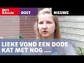 Lieke vond een dode kat met nog levende kittens in de buik [RTV Utrecht]