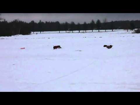 NordCup Sněžník 2012 - Boxer