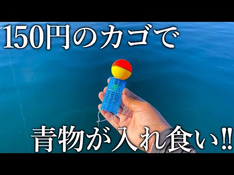 Bluefish are biting like crazy with a 150 yen basket I made using second-hand fishing gear! The S...