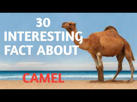 30 INTERESTING FACTS ABOUT CAMEL |CAMEL |UNKNOWN FACTS ABOUT CAMEL | ANIMAL FACTS - CAMEL
