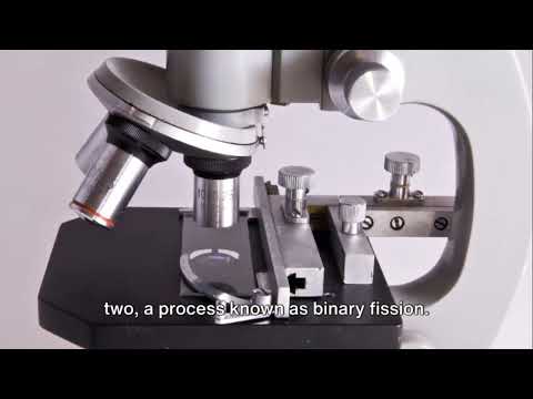 Introduction to Protozoa