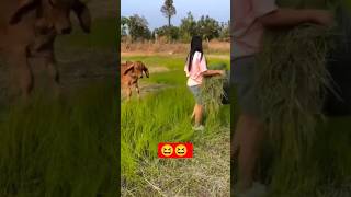 Download lagu mengembla sapi berakhir dengan senyuman 🤭 #shortsvideo #funny #fyp mp3