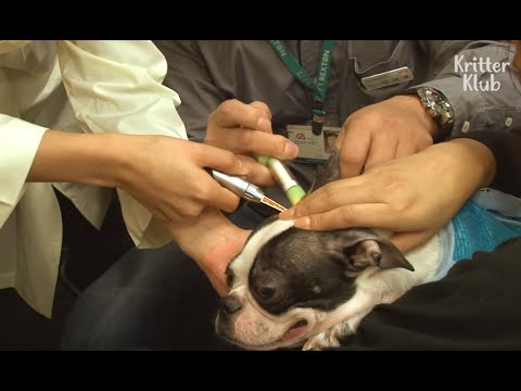 YouTube video about: Are there hearing aids for dogs?