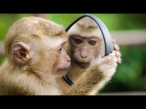 Warlord vs The Outlaws posse - Monkey Warriors - BBC animals