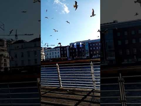 The dog and the seagulls ❤️