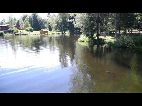 Fisk i Isdammen Årvoll