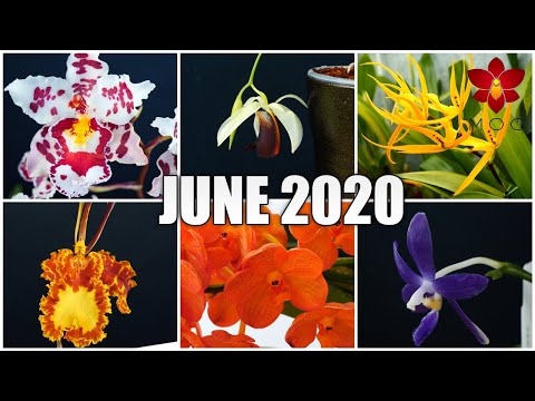 Orchids in Bloom - June 2020 | Care Tips Included!