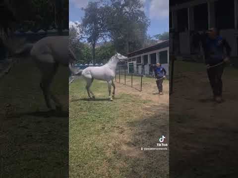 CABALLO #caballos #llano #apure #guárico #lasmercedes #viral #fyp #fypシ
