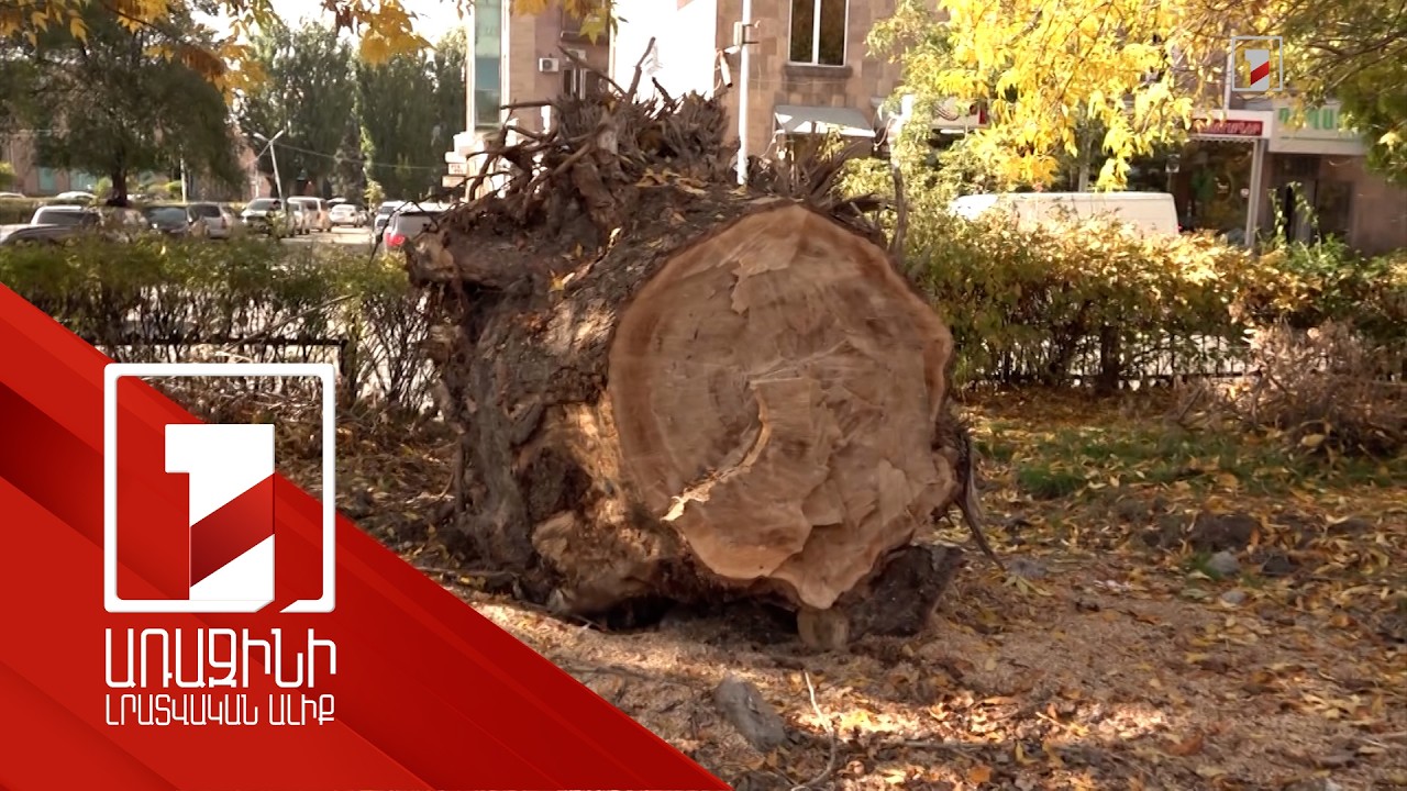 Քրվարույթ՝ ծառահատման համար. Գյումրու «Հաղթանակ» զբոսայգու բարեկարգման աշխատանքը դադարեցվել է