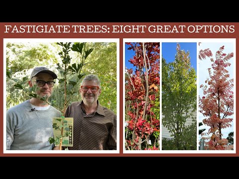 Fastigiate trees: eight great examples for foliage, flowers or form!