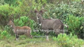 preview picture of video 'Mountain Nyala and other Antelope, Bale Mountains, Ethiopia'