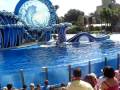 "Into the Blue" ~ Blue Horizons Dolphin Show ...