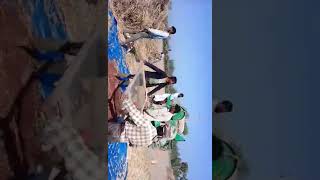 সরিষা ফসলের ফলন হার, সিংড়া, নাটোর।