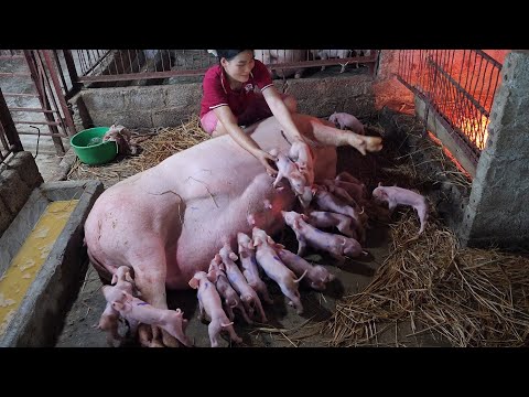 Pigs give birth to 22 babies /@ThoaRurallife  #98