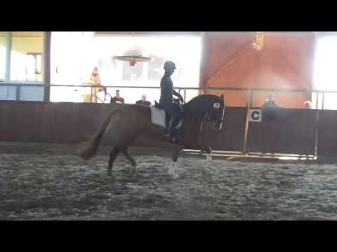 2015 Hanoverian gelding Rocco Granata x Davignon x Grenadier
