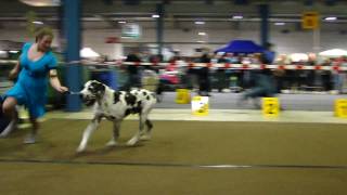 preview picture of video 'GREAT  DANE: Luxembourg, 82nd International Dog Show'