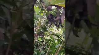 Download lagu kondisi tebing gunung salak saat ini setelah tertabrak pesawat Sukhoi Superjet 10 tahun silam. mp3 Download lagu kondisi tebing gunung salak saat ini setelah tertabrak pesawat Sukhoi Superjet 10 tahun silam. mp3