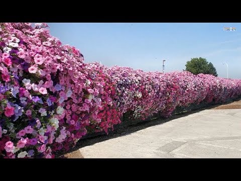 download lagu mp3 mp4 Climbing Flowers For Fences, download lagu Climbing Flowers For Fences gratis, unduh video klip Climbing Flowers For Fences