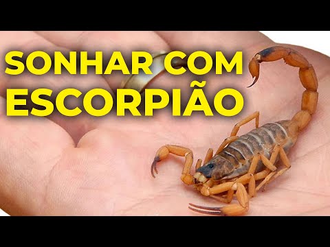 Vídeo: Sonhar com escorpião: significado e interpretações