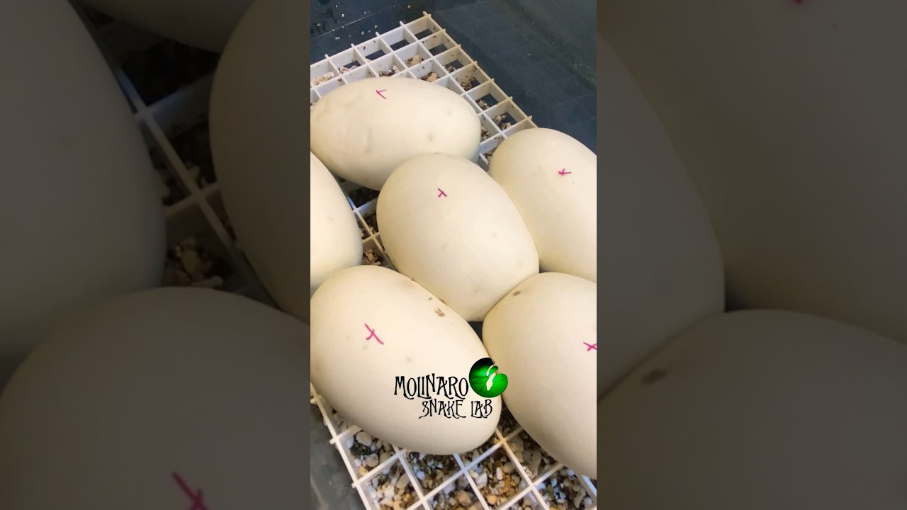 Sorry, This video freezes. But I reposted a better version! #molinarosnakelab #shorts #royalpython