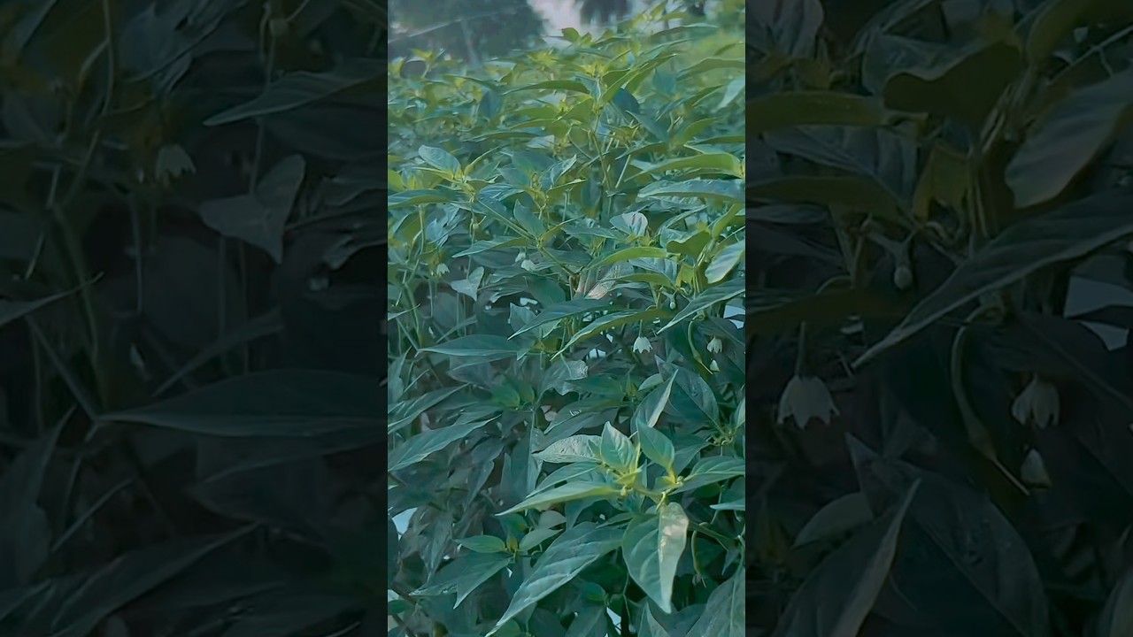 #vnr #Chilli #agriculture #farming #shortvideo