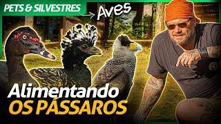 Miniatura do vídeo