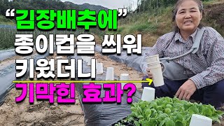 배추 가장쉽게 살리는법 종이컵씌워서 키운 김장배추 대박효과? 종이컵농법 사용설명서 이렇게 해보세요 김장무 김…