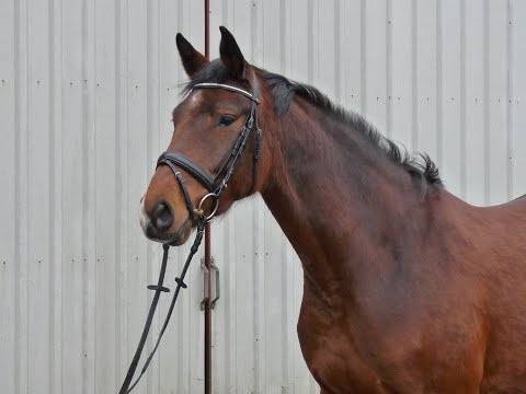 Cest la vie Holsteiner Stute von Cancara - Feenspross xx